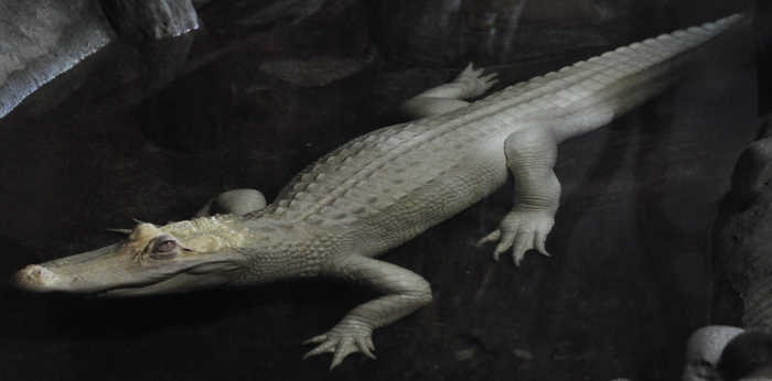 white alligator